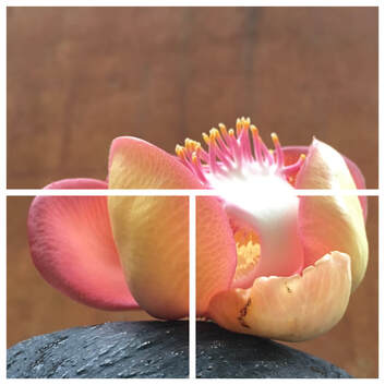 Nahaufnahme einer coral-pinkfarbenen Salblüte, die auf den magnetischen Gutscheine-Chips aufgedruckt ist