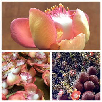 Die exotische Salblüte steht für das Firmenlogo von THE SALBLOOM, sie wächst nebst braunen Früchten, die an Kanonenkugeln erinnern, aus dem Stamm des tropischen Salbaums